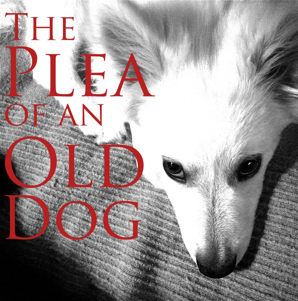 The-Plea-of-an-Old-Dog